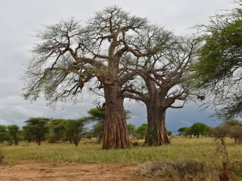 73225290_10158049347800409_9214186248564899840_n