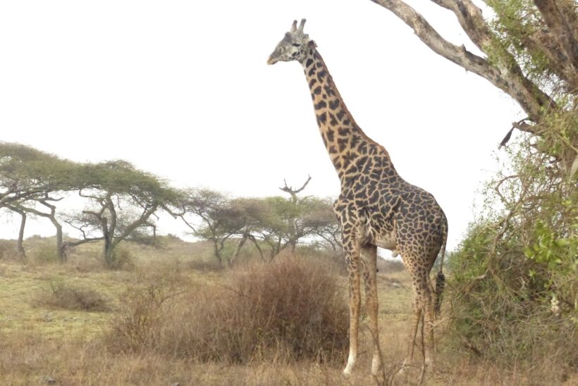 73253984_10158049431670409_3662635624835317760_n